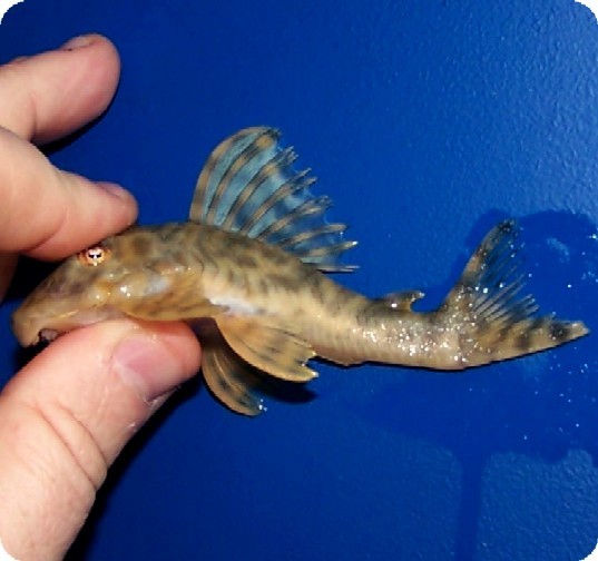 L009 Smokey Peckoltia Pleco - 3 inch